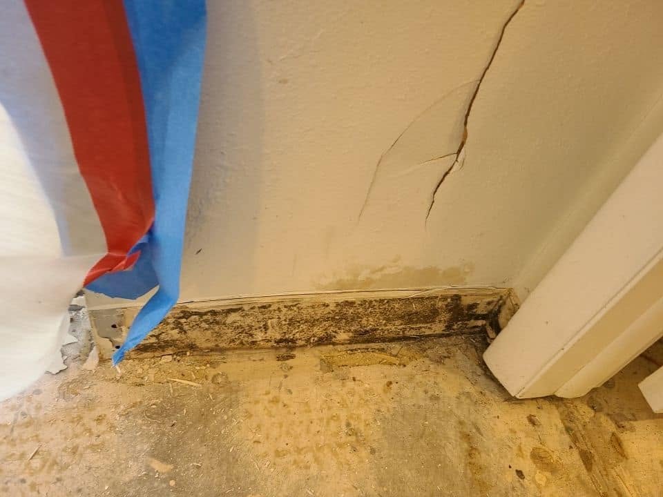 Mold remediation specialist in protective suit applying antimicrobial treatment to walls
